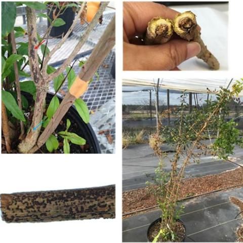 Figure 8. Botryosphaeria stem canker and shoot blight of pomegranate caused by Neofusicoccum parvum and Lasiodiplodia theobromae.